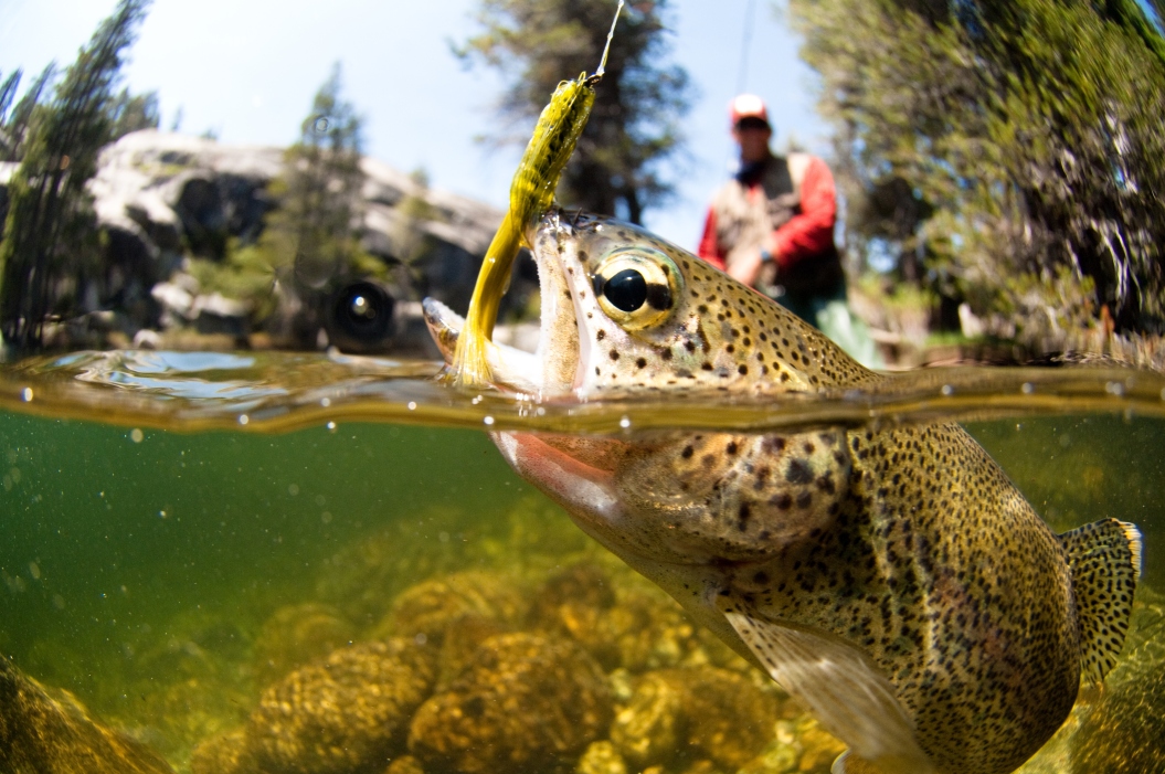 Trout taking bait at the water's surface while man fly fishes in background in a river